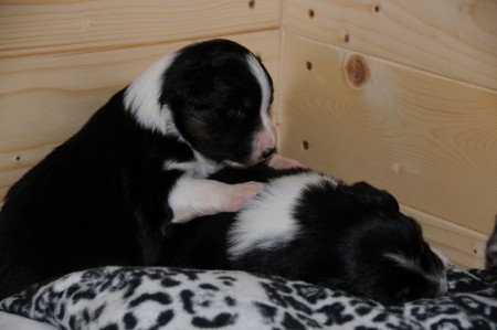 Amigo möchte den schlafenden Anjuk zum Spielen aufwecken